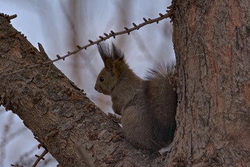 樹の上のエゾリス