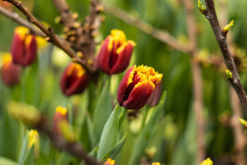 Fototapeta premium Yellow-burgundy tulip flowers bloom in the greenhouse in early spring