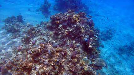 coral reef in Egypt, Makadi Bay