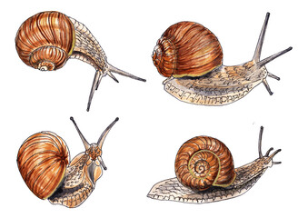 Watercolor illustration of a set of snails isolated on white background