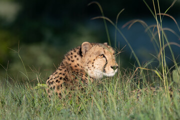 African cheetah, Masai Mara National Park, Kenya, Africa. Cat in nature habitat. Greeting of cats
