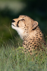 African cheetah, Masai Mara National Park, Kenya, Africa. Cat in nature habitat. Greeting of cats