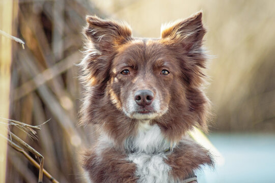 Mini aussie