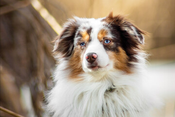 Minnie Aussie tricolor