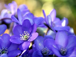 Obraz premium leberblümchen