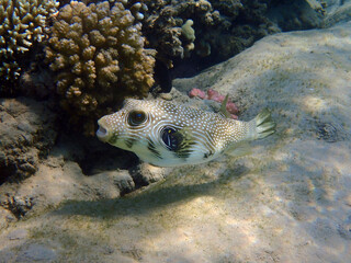 White-spotted puffer (Arothron hispidus) © jonnysek