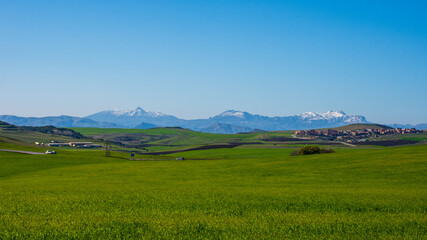 Fototapeta na wymiar Green wheat field with snow mountains in the background 
