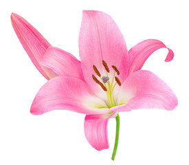 Pink Lily flower isolated on white background. Beautiful tender Lilly.