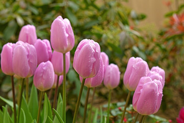 Fototapeta premium Lovely tulips Paradero with water droplets