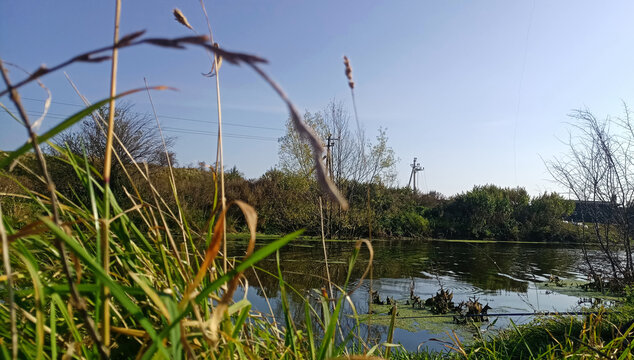 reeds on the water