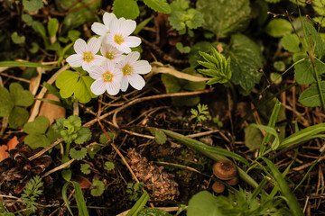 Blooming white shamrock wood sorrel (oxalis acetosella) flowers in spring forest. Natural floral summer background.