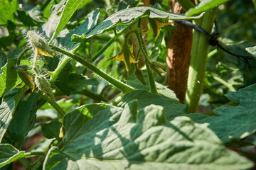 Growing organic tomatoes in the garden