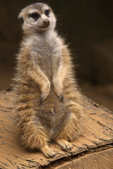 Sentinel #3 Hartbeespoort, North West, South Africa