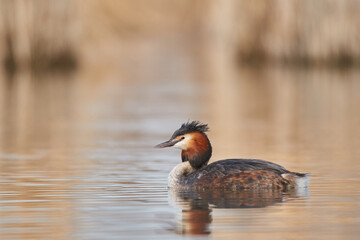 Great crested grebe swims in the lake