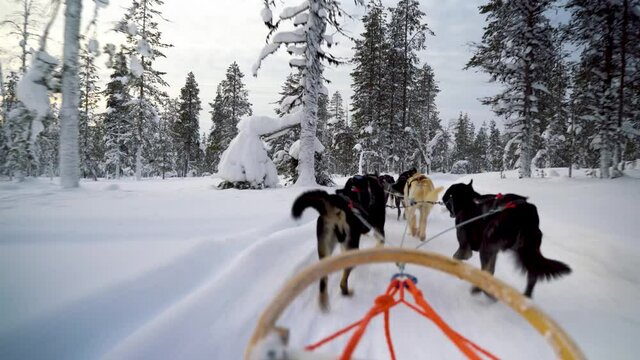 husky sledge in finland