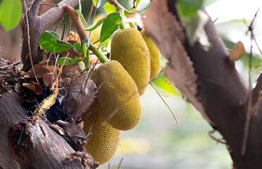 Raw jackfruit on branch of tree jackfruit.