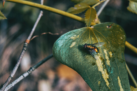 leave close up view of a smilax aspera with a fly