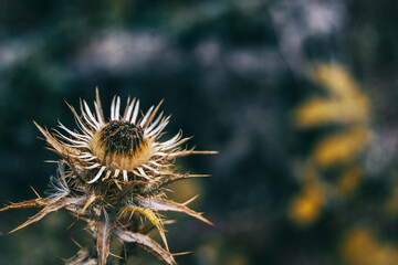 dried carlina flower in sepia color and dried on a mountain