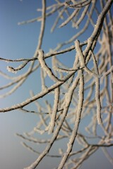branches of a tree in winter