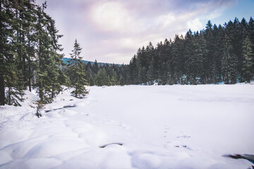 Fototapeta na wymiar Winter wonderland 