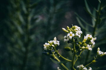 small white daphne flowers on a mountain