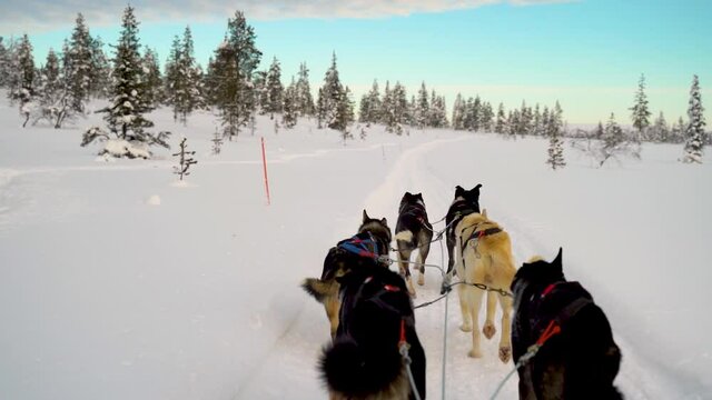 Riding husky sledge in Lapland 