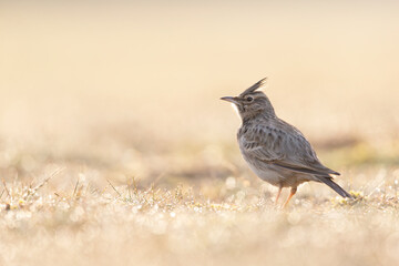 A Crested lark (Galerida cristata) resting in a meadow backlit in the morning light.