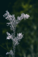 plant with white fluff seen close up in a field