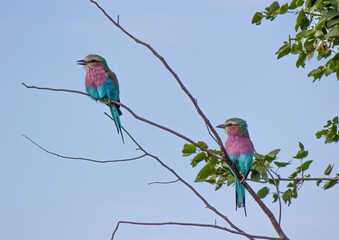 pair of lilac breasted rollers