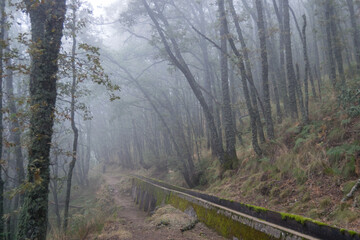 Obraz premium Alisos forest with low fog in winter.