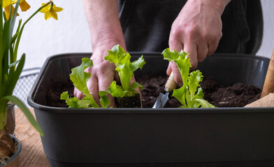 Gardening at home. A man grows young lettuce plants in a container