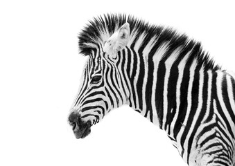 Fototapeta na wymiar zebra on white