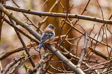 The Fringilla (Fringilla coelebs) is a small (14-18 cm) migratory bird in the Fringillidae family.