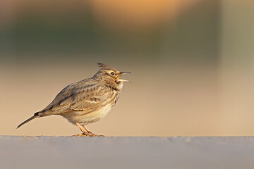 A crested lark (Galerida cristata) resting and singing in a meadow in the morning light.