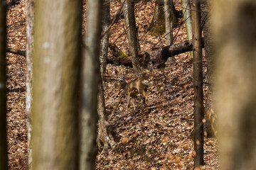 a deer hiding in the woods among the trees