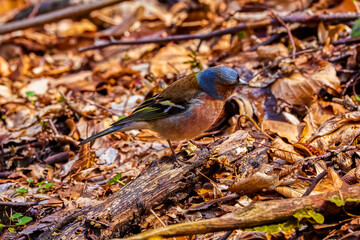 The Fringilla (Fringilla coelebs) is a small (14-18 cm) migratory bird in the Fringillidae family.