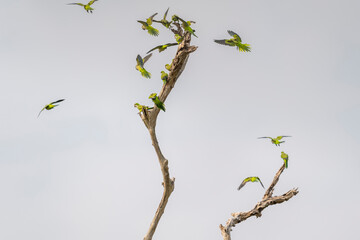 Monk Parakeet (Myiopsitta monachus)