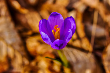 Crocus is a genus of flowering plants in the iris family comprising 90 species of perennials growing from corms.