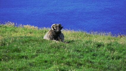 sheep laying on a hill at the ocean, looking at the camera