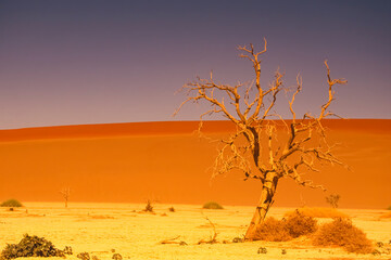 Fototapeta na wymiar Désert dune de sable sous un ciel bleu et un arbre mort à Sesriem Sossusvlei en Namibie