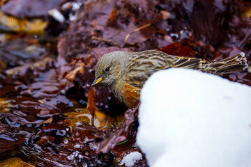 Alpine Accentor (Prunella collaris) adult in the snow
