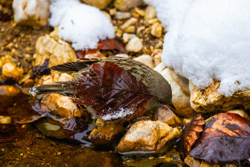 Alpine Accentor (Prunella collaris) adult in the snow