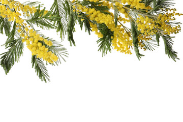 Beautiful mimosa plant with yellow flowers isolated on white