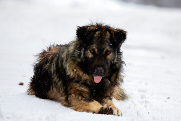 dog abandoned in the mountains on a snowy winter day
