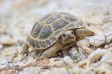 turtle in the desert. Western Kazakhstan, Mangistau.