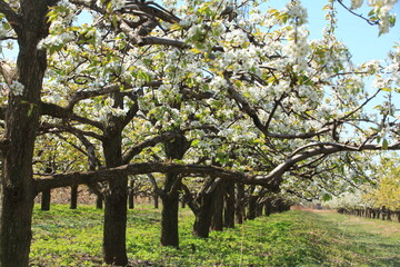 Pear trees blossom in spring