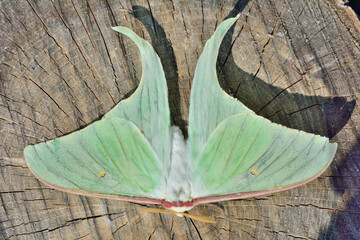 Fototapeta na wymiar Butterfly (Actias artemis)