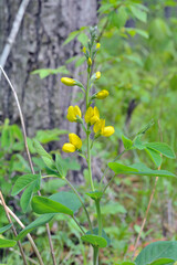 Blooming herb (Thermopsis lupinoides)