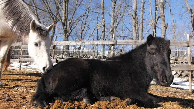 Andalusian horse bitting and playing with black pony on a winter day.