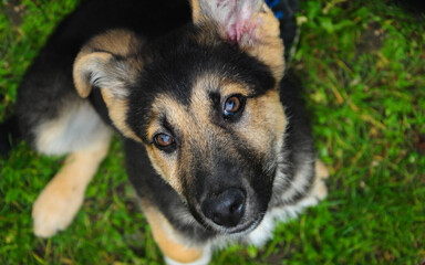 Close up of a german shepherd pup looking at the camera.
